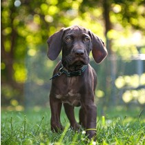 German Short Haired Pointer Dog Greeting Card