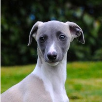 Whippet Dog Greeting Card