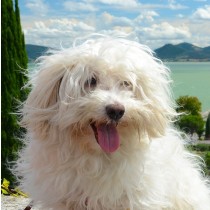 Havanese Dog Greeting Card