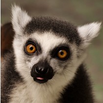 Lemur Greeting Card