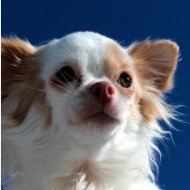 Chihuahua Dog Greeting Card