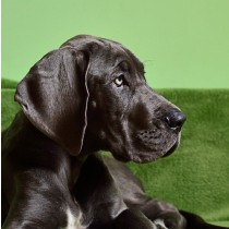Great Dane Dog Greeting Card