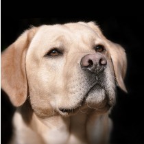 Golden Labrador Dog Greeting Card