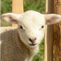 Sheep Greeting Card