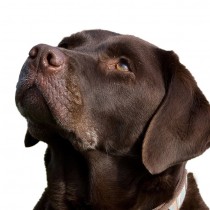 Chocolate Labrador Dog Greeting Card