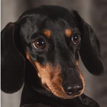 Dachshund Dog Greeting Card