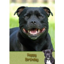 Staffordshire Bull Terrier Birthday Card