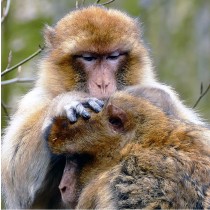 Capuchin Monkey Greeting Card