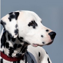 Dalmatian Dog Greeting Card