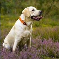 Golden Labrador Dog Greeting Card