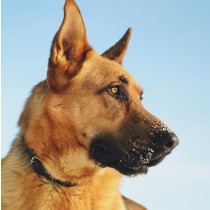 German Shepherd Dog Greeting Card
