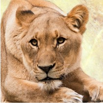 Lion Greeting Card