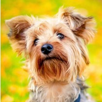 Yorkshire Terrier Dog Greeting Card