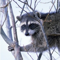 Raccoon Greeting Card