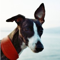 Whippet Dog Greeting Card