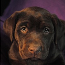 Chocolate Labrador Dog Greeting Card