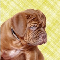Dogue de Bordeaux Dog Greeting Card