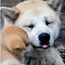 Akita Dog Greeting Card