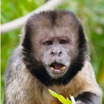 Capuchin Monkey Greeting Card