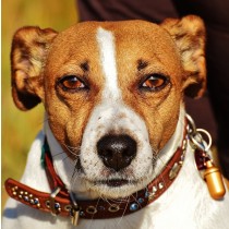 Jack Russell Dog Greeting Card