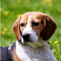 Beagle Dog Greeting Card