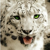 Snow Leopard Greeting Card