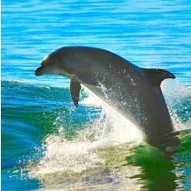 Dolphin Greeting Card