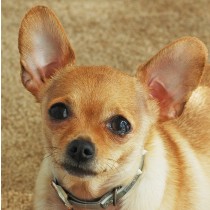 Chihuahua Dog Greeting Card