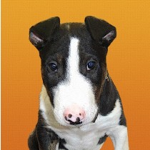 English Bull Terrier Dog Greeting Card