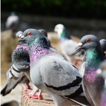 Pigeon Greeting Card