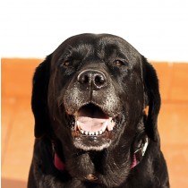 Black Labrador Dog Greeting Card