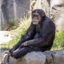 Chimpanzee Monkey Greeting Card