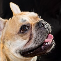 French Bulldog Dog Greeting Card