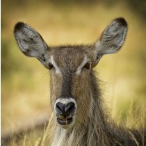 Antelope Greeting Card