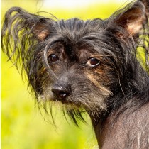 Chinese Crested Dog Greeting Card