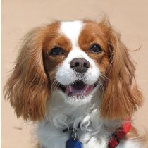 Cavalier King Charles Spaniel Dog Greeting Card