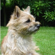 Cairn Terrier Dog Greeting Card