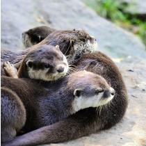 Otter Greeting Card