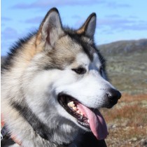 Alaskan Malamute Dog Greeting Card