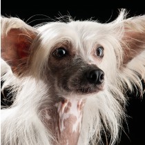 Chinese Crested Dog Greeting Card