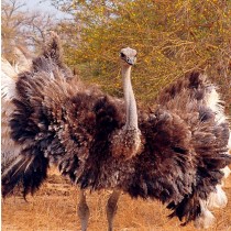Ostrich Greeting Card
