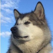 Alaskan Malamute Dog Greeting Card