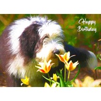 Bearded Collie Art Birthday Card