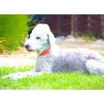 Bedlington Terrier Art Blank Greeting Card