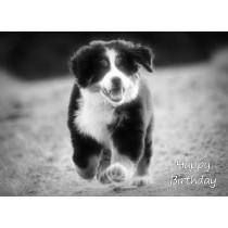 Bernese Mountain Dog Black and White Art Birthday Card