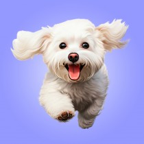 Bichon Frise Dog Blank Square Card (Running Art)