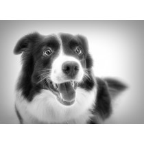 Border Collie Black and White Art Blank Greeting Card