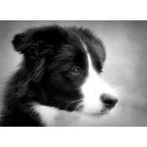 Border Collie Black and White Blank Greeting Card