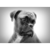 Boxer Black and White Art Blank Greeting Card