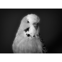 Budgie Black and White Art Blank Greeting Card